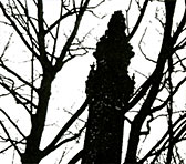 A Murder in the Company of the Vespertine